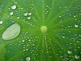 Blatt mit Wassertropfen